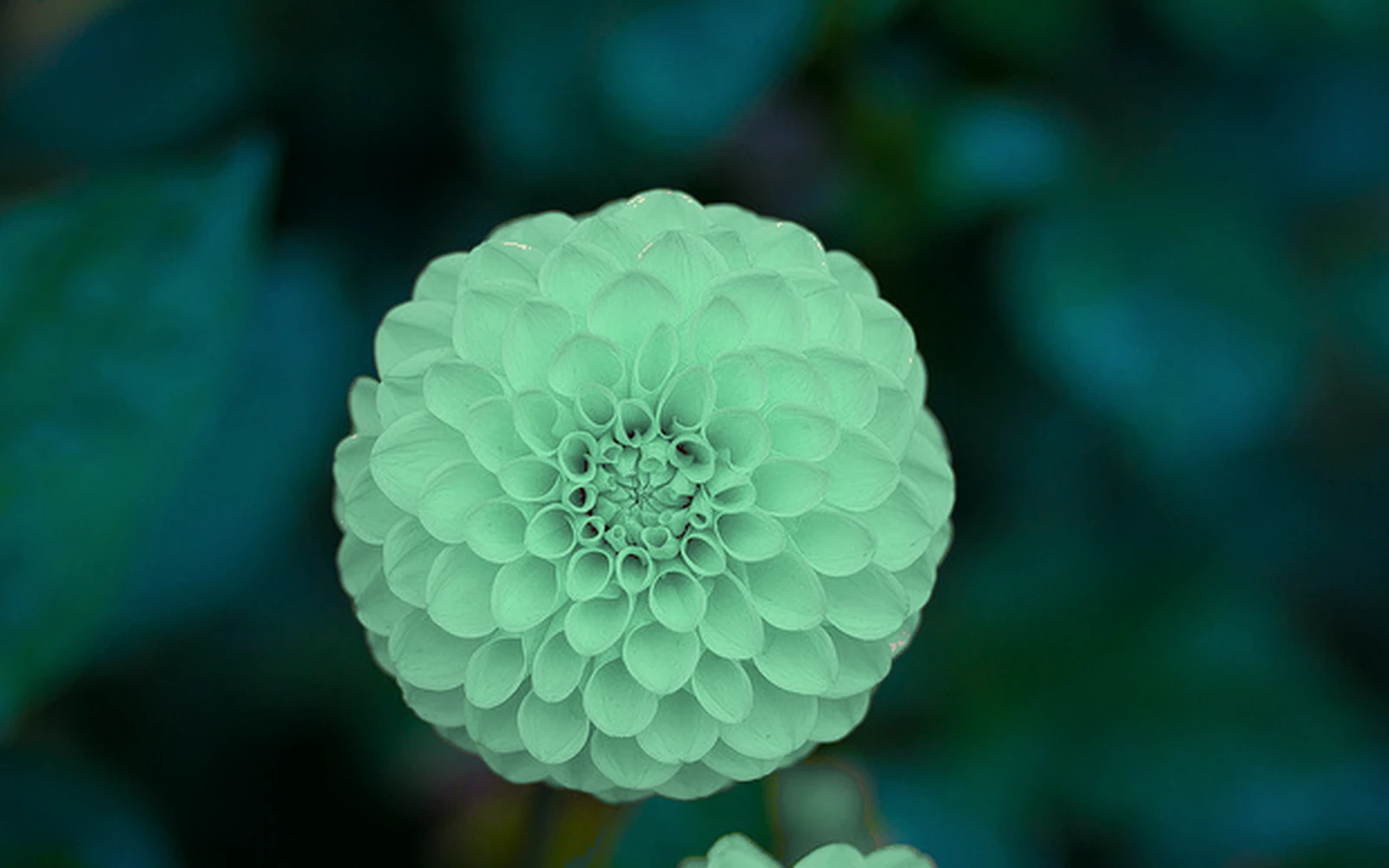 Close-up rosette-shaped plant photograph used as the visual backdrop for a succulent growth assessment