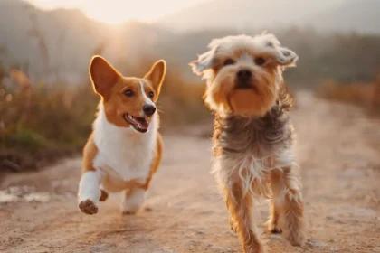 Are There Any Authentic Advantages of Getting Pets?