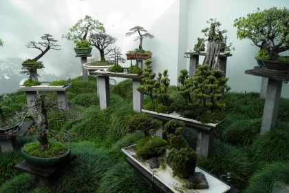 Bonsai Gardening
