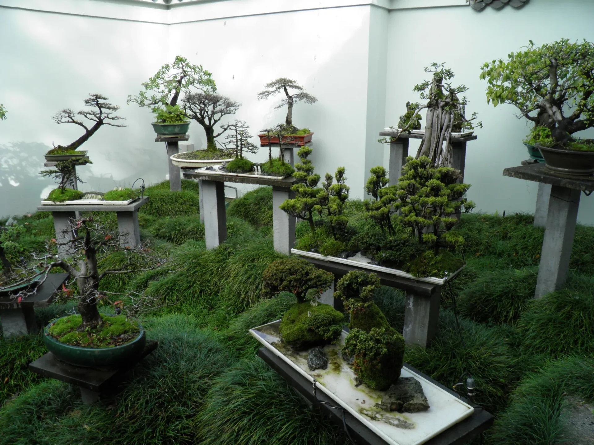 Bonsai GardeningReviewed by Ben Lawson - Practical Garden Tips Editor