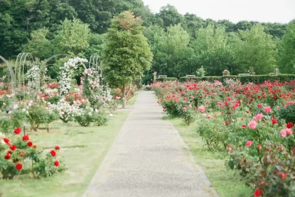 Essentials Of Gardening
