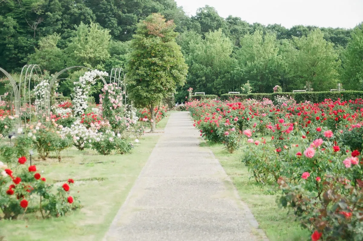 Essentials Of GardeningReviewed by Cole Ramirez - Soil and Pest Reviewer