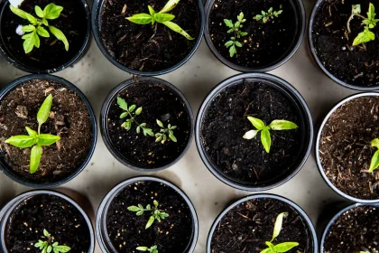 Food Gardening