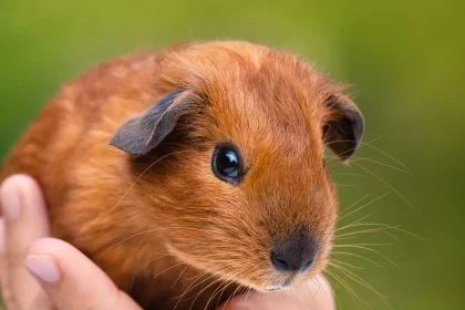 Guinea Pigs As Animals