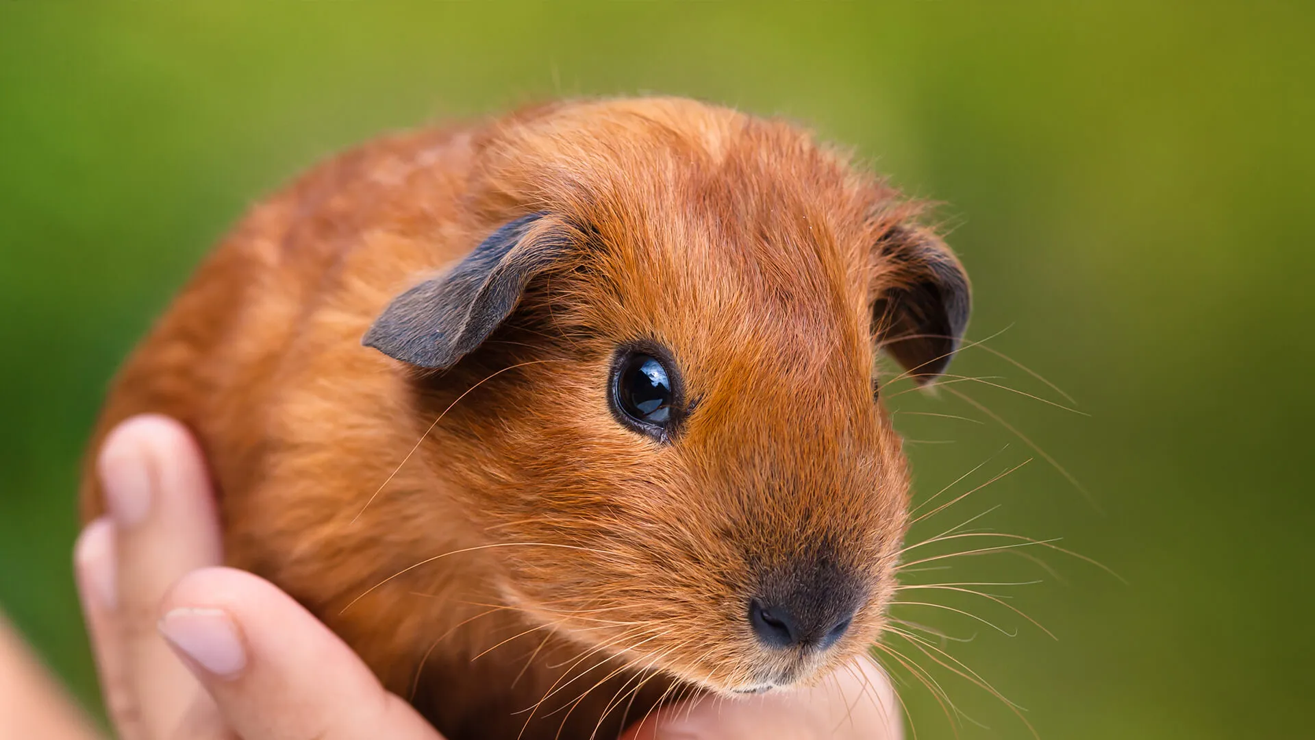 Guinea Pigs As AnimalsReviewed by Jordan Hale - Pet Products Reviewer Guinea Pigs As AnimalsReviewed by Jordan Hale - Pet Products Reviewer