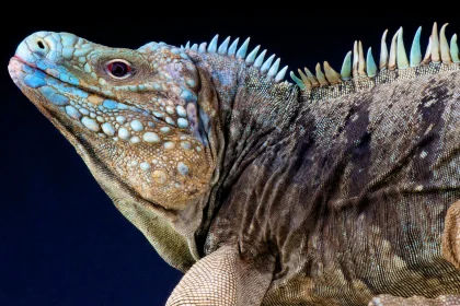 How To Care For Your Reptile Animals