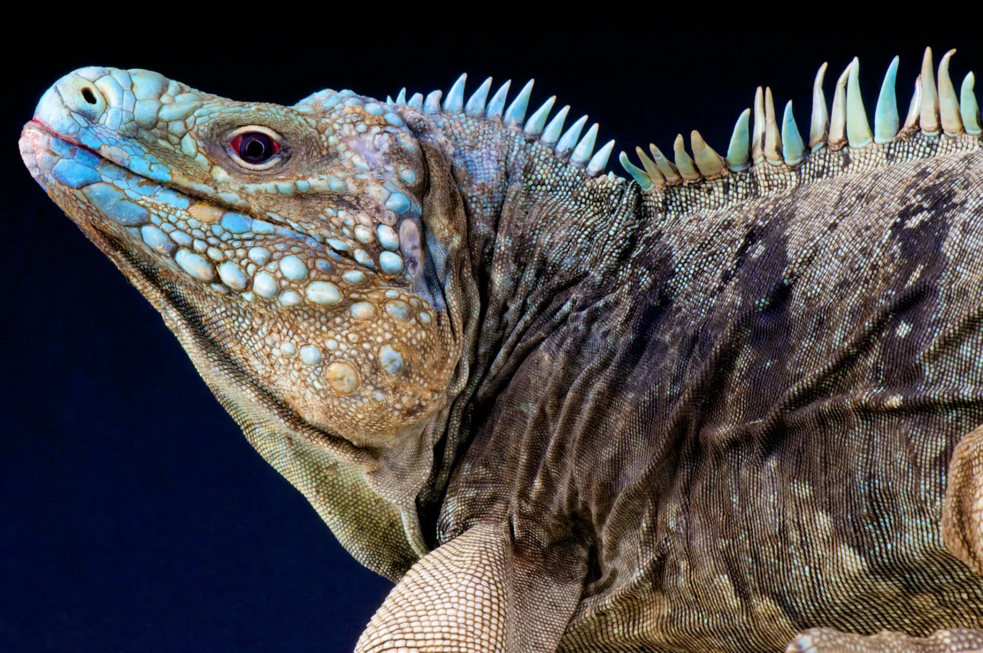 How To Care For Your Reptile AnimalsReviewed by Jordan Hale - Pet Products Reviewer How To Care For Your Reptile AnimalsReviewed by Jordan Hale - Pet Products Reviewer