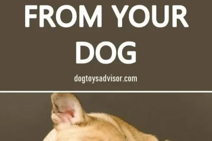 How to Choose the Best Flea and Tick Avoidance for Your Animals