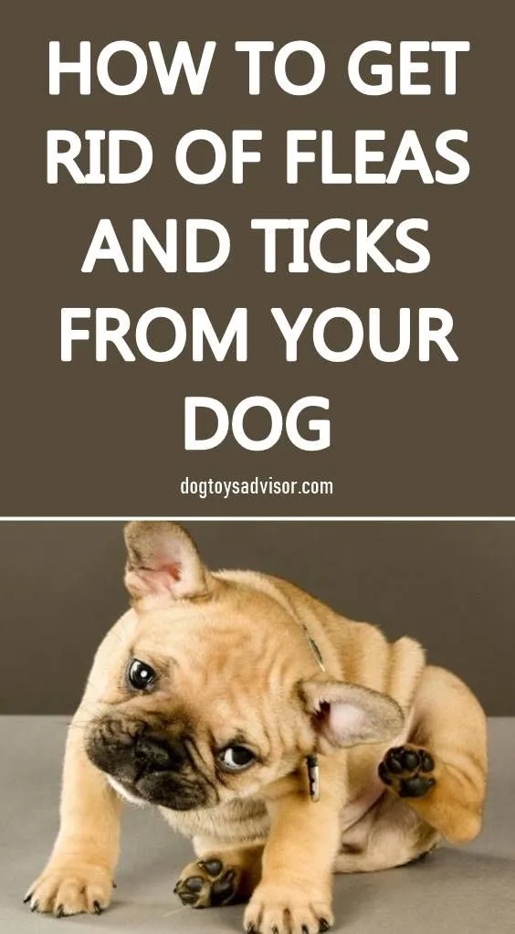 How to Choose the Best Flea and Tick Avoidance for Your AnimalsReviewed by Sage Collins - Pet Basics Reviewer