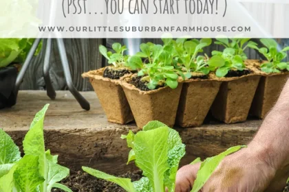 How to Start out Your Individual Home Gardening