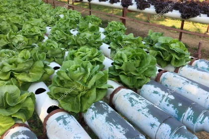 Hydroponic Gardening Concept