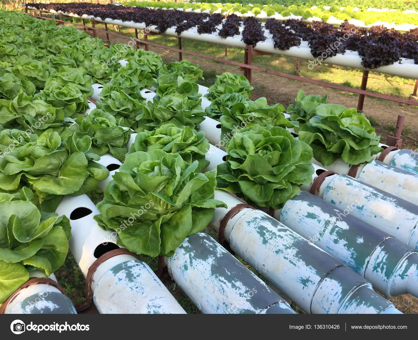 Hydroponic Gardening ConceptReviewed by Logan Fisher - Home Gardening Reviewer