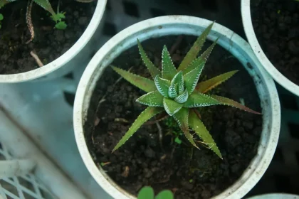 10 Great Organic Gardening Tips
