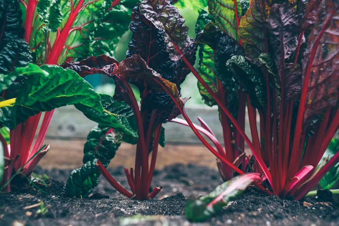 Property Vegetable Gardening – Developing ClaytoniaReviewed by Erin Wallace - Plant Care Editor Property Vegetable Gardening – Developing ClaytoniaReviewed by Erin Wallace - Plant Care Editor