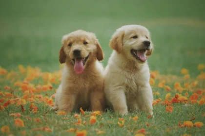 Puppy Separation Anxiety Training But today it’s the cure!