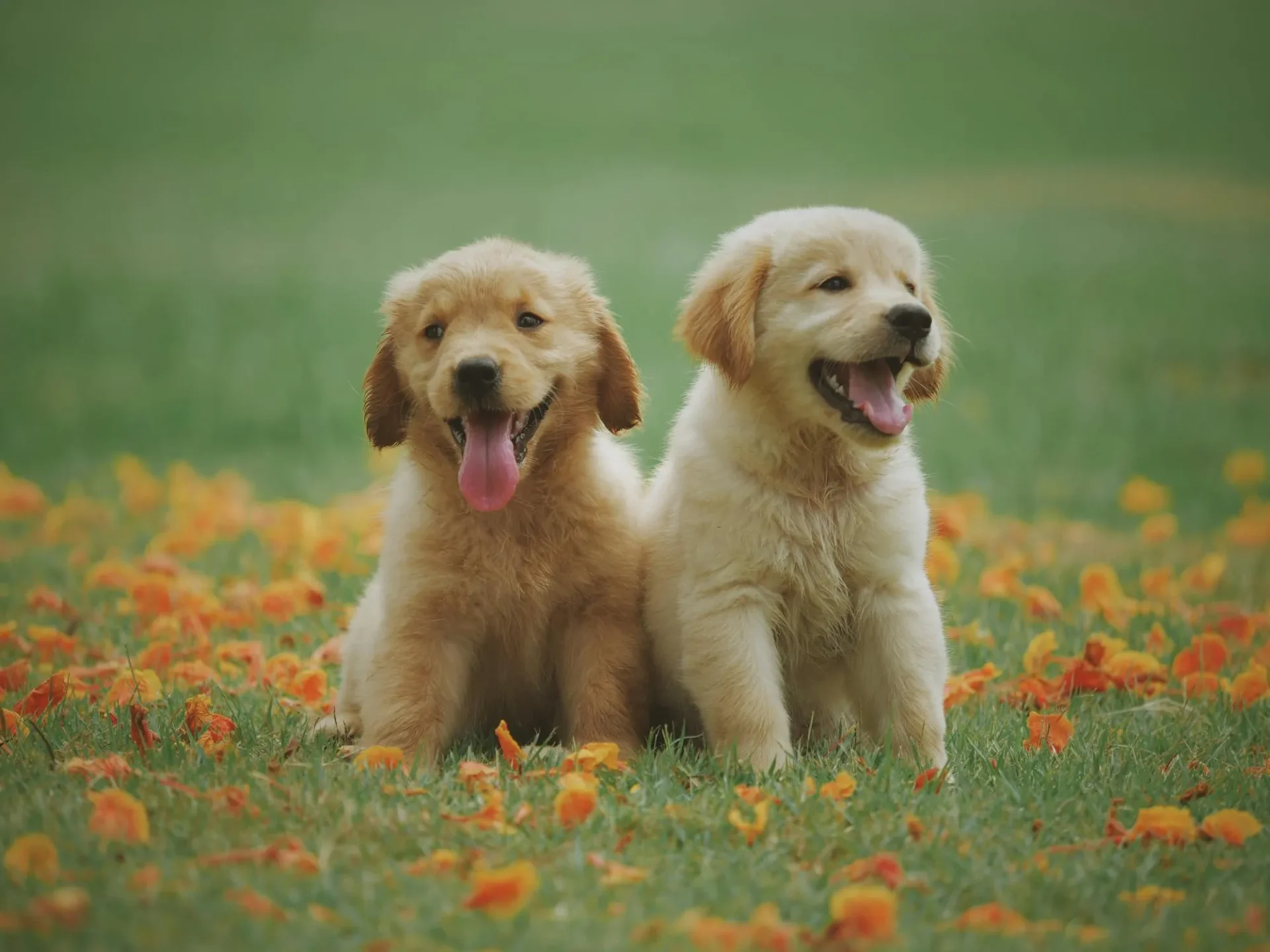 Puppy Separation Anxiety Training But today it’s the cure!Reviewed by Jordan Hale - Pet Products Reviewer Puppy Separation Anxiety Training But today it’s the cure!Reviewed by Jordan Hale - Pet Products Reviewer