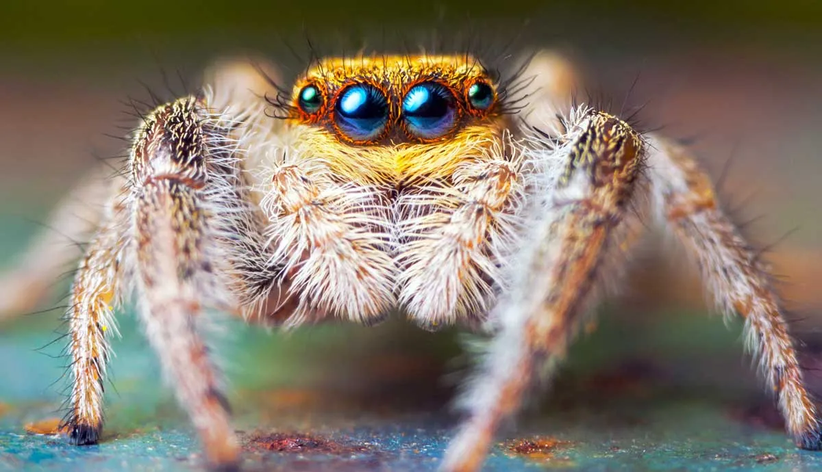 Spiders Will Make Good Pets for Space ColonistsReviewed by Megan Foster - Evidence-Based Wellness Editor