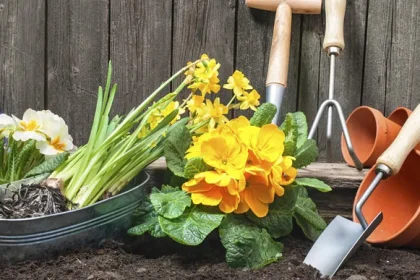 The Greatest Gardening Guidelines for Spring Preparing