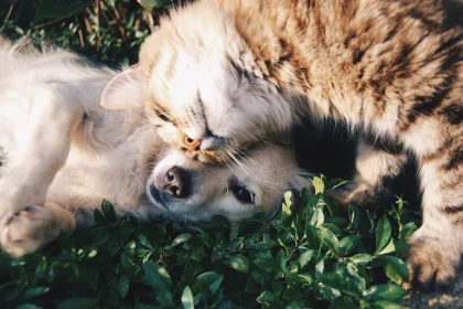 Wolves: Misunderstood Pets or Unsafe Predators?