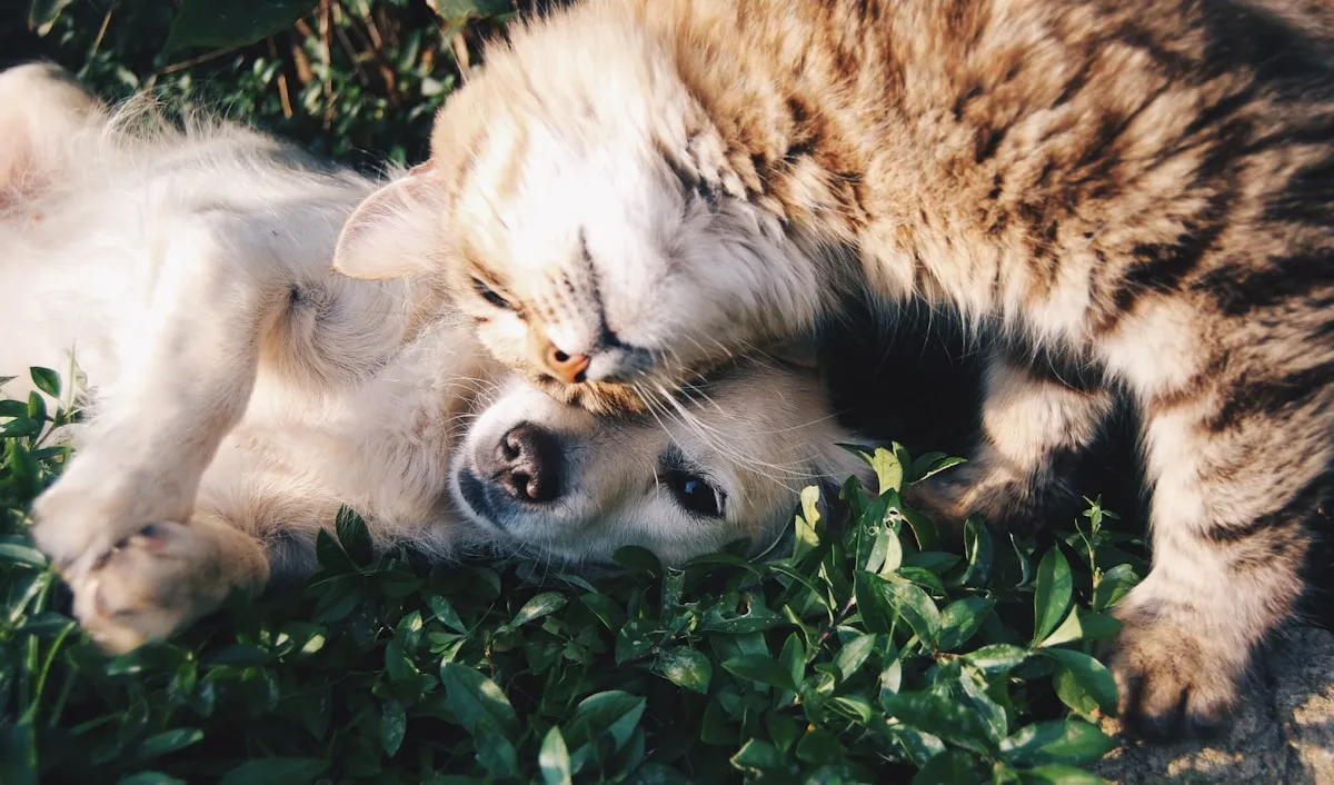 Wolves: Misunderstood Pets or Unsafe Predators?Reviewed by Noah Kim - Pet Care Reviewer Wolves: Misunderstood Pets or Unsafe Predators?Reviewed by Noah Kim - Pet Care Reviewer