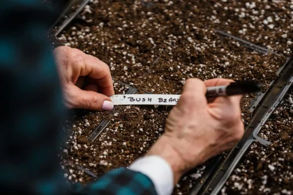 1 Easy Step Gives Your true leaves on seedlings