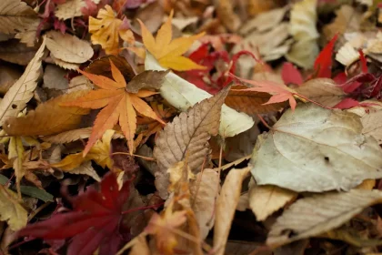 5 Resourceful Ways to trailing plants for autumn Season