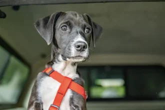 A Small Rescue Dog with Terminal Cancer is Given a Chance to Live Life to the Fullest