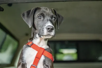 A Small Rescue Dog with Terminal Cancer is Given a Chance to Live Life to the Fullest