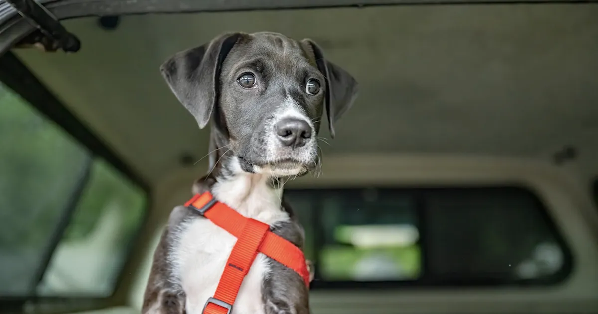 A Small Rescue Dog with Terminal Cancer is Given a Chance to Live Life to the FullestReviewed by Jordan Hale - Pet Products Reviewer A Small Rescue Dog with Terminal Cancer is Given a Chance to Live Life to the FullestReviewed by Jordan Hale - Pet Products Reviewer