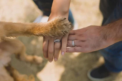 Can I Use Hand Sanitizer on My Dog’s Paws?