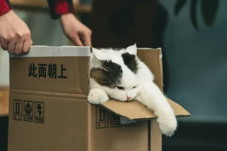 Cat parents need this NASA-inspired litter box freshener
