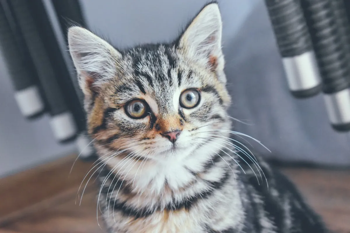Do You Really Think Your Pet Has Thought?Reviewed by Sage Collins - Pet Basics Reviewer