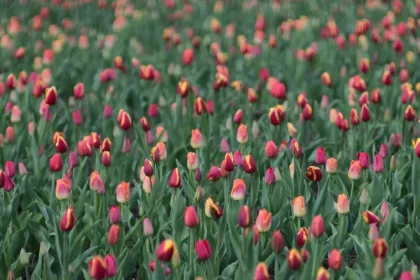 Easy Gardening Projects