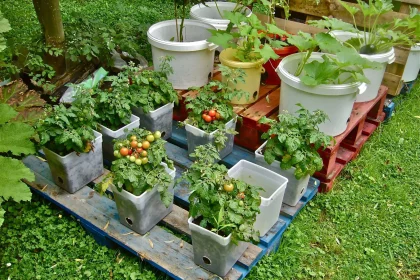Effective Organic and natural Gardening In Containers