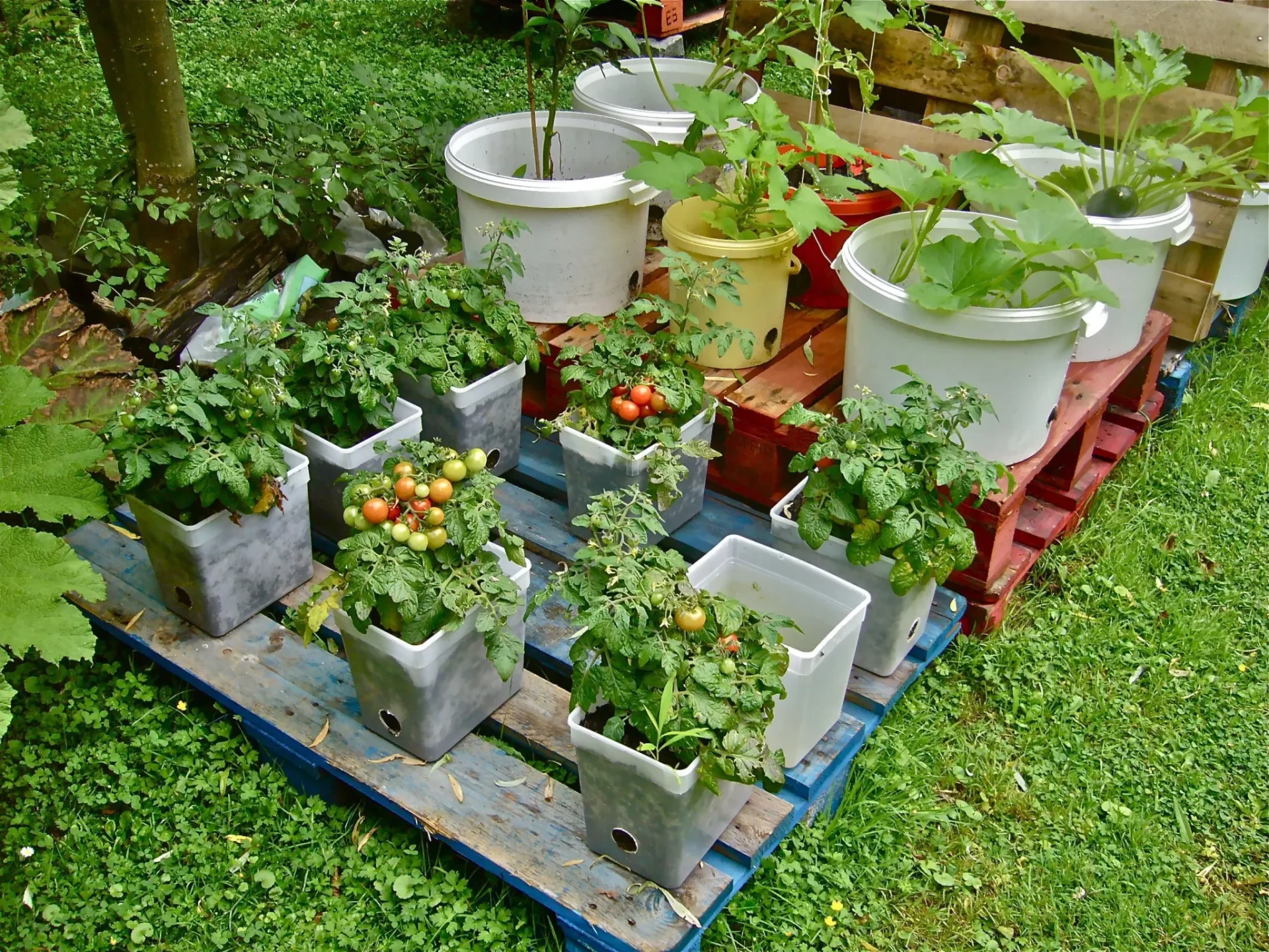 Effective Organic and natural Gardening In ContainersReviewed by Logan Fisher - Home Gardening Reviewer