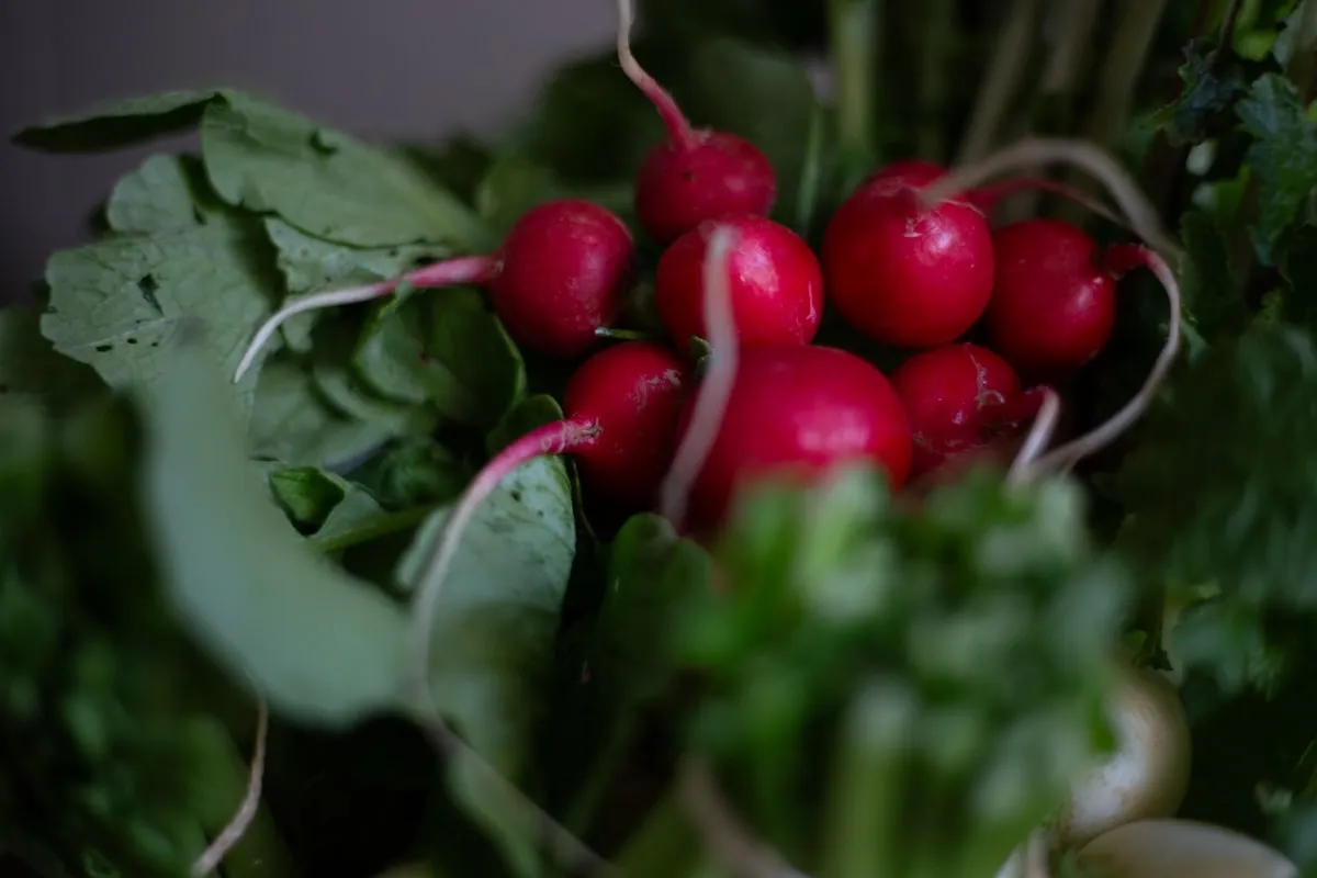 Garden Planting Design – Choosing the Right Plants For Your GardenReviewed by Logan Fisher - Home Gardening Reviewer Garden Planting Design – Choosing the Right Plants For Your GardenReviewed by Logan Fisher - Home Gardening Reviewer