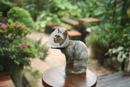 Grieving Pet Loss