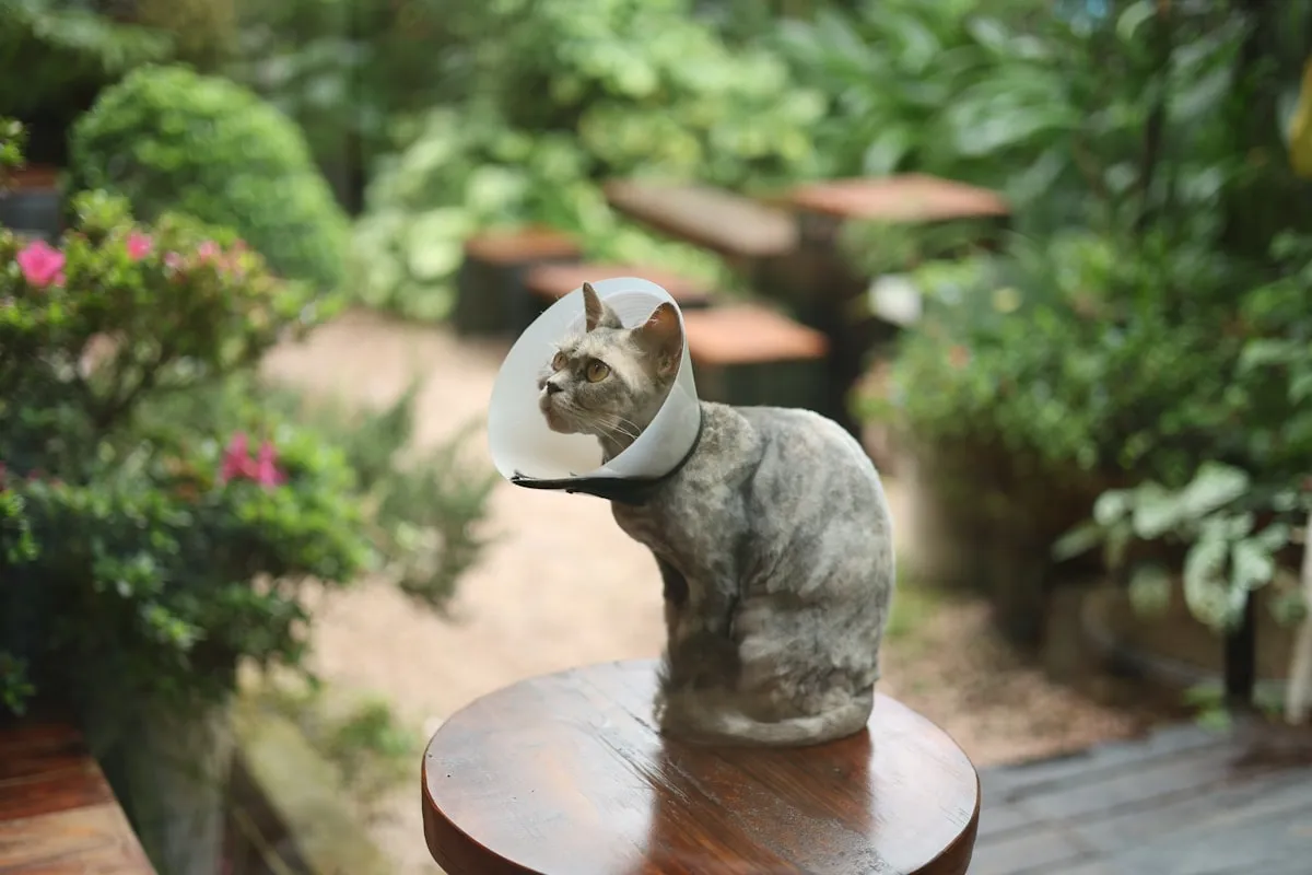 Grieving Pet Loss Grieving Pet Loss
