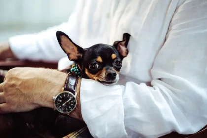 How Can I Help Save My Pet?