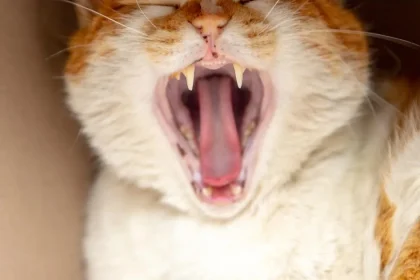 How To Take Care Of Your Cat’s Teeth