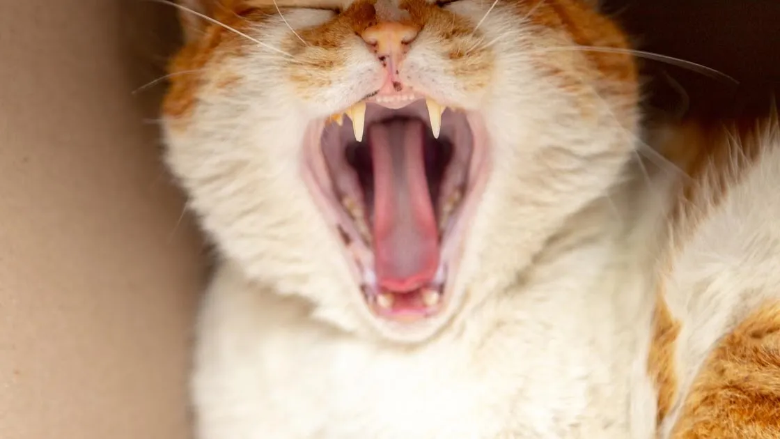 How To Take Care Of Your Cat’s TeethReviewed by Lily Hart - Pet Content Editor How To Take Care Of Your Cat’s TeethReviewed by Lily Hart - Pet Content Editor