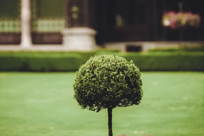 Modern Gardening Ideas