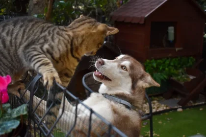 My Pet Defense Review