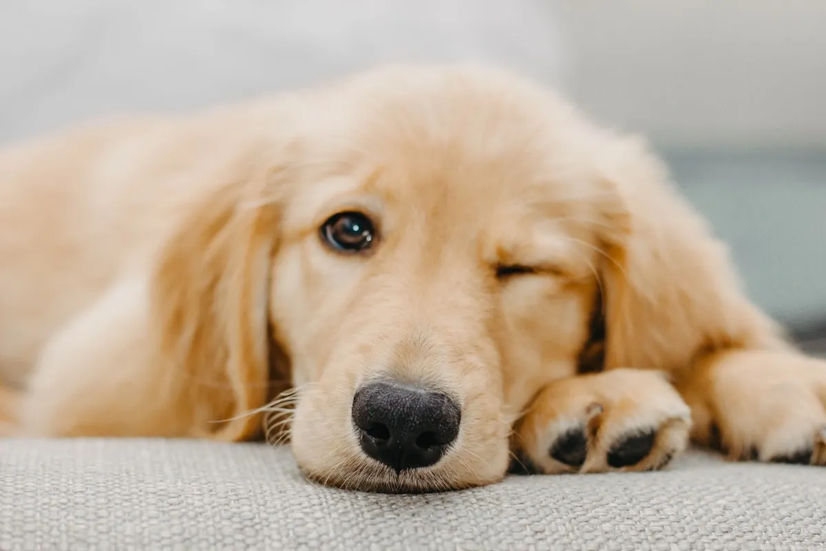 My Town Pets Review – Ski Town VetReviewed by Lily Hart - Pet Content Editor My Town Pets Review – Ski Town VetReviewed by Lily Hart - Pet Content Editor