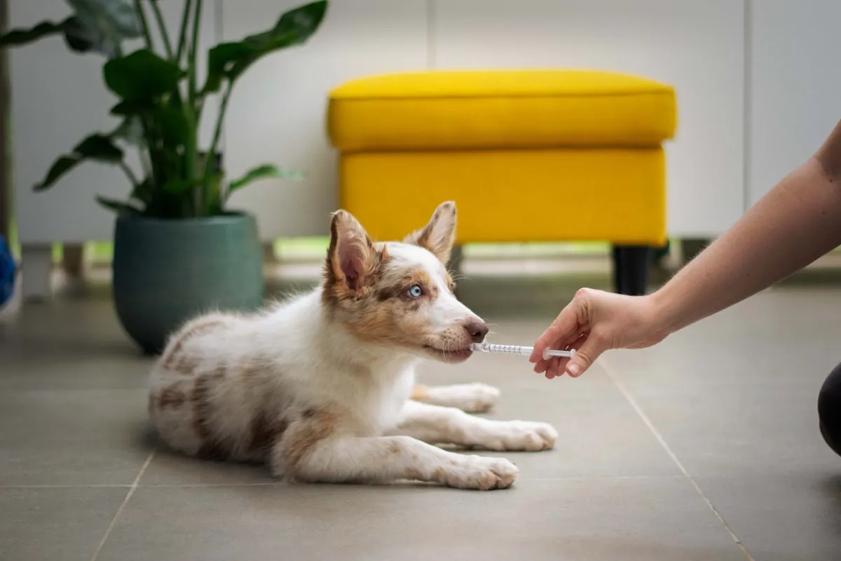 My Vet Store Online Pharmacy – Your Vet’s First Choice Pharmacy Phone NumberReviewed by Sage Collins - Pet Basics Reviewer