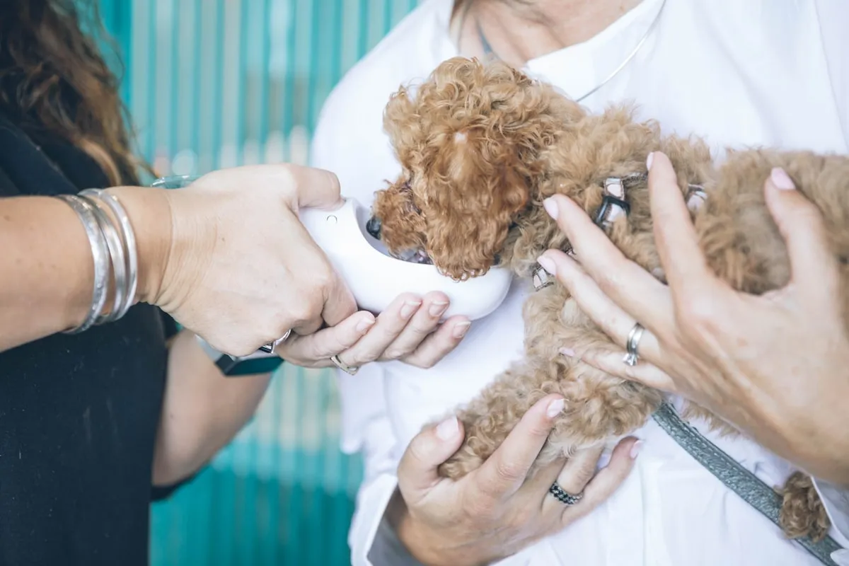 No More Worry Pet Housesitter No More Worry Pet Housesitter