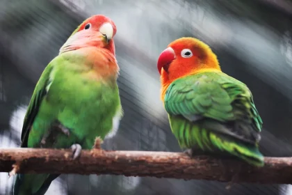 Parrot can Sing very well (by simple step)