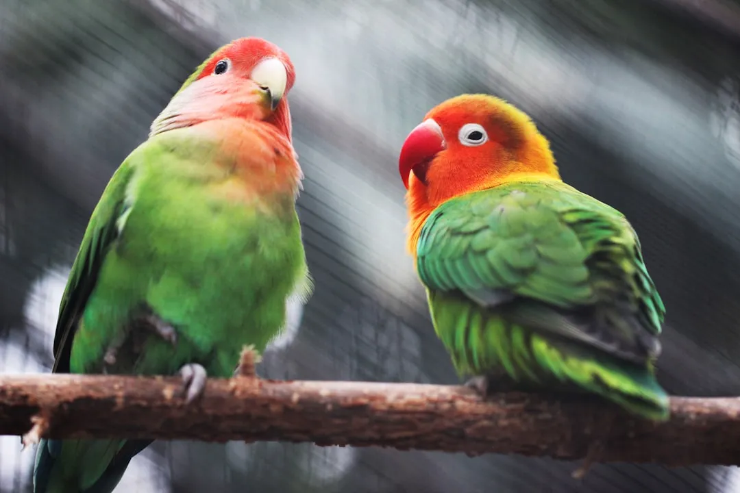 Parrot can Sing very well (by simple step)Reviewed by Lily Hart - Pet Content Editor Parrot can Sing very well (by simple step)Reviewed by Lily Hart - Pet Content Editor