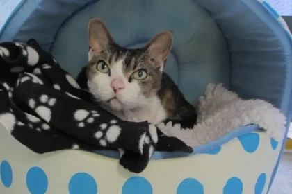 Rescues Run The Show At This Historic House For Homeless Cats