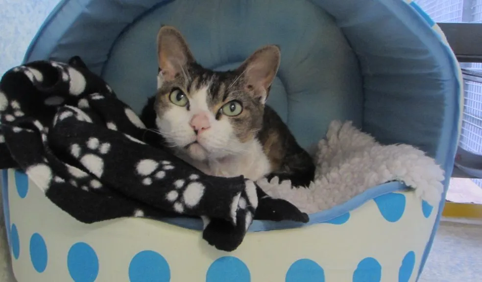 Rescues Run The Show At This Historic House For Homeless CatsReviewed by Sage Collins - Pet Basics Reviewer Rescues Run The Show At This Historic House For Homeless CatsReviewed by Sage Collins - Pet Basics Reviewer